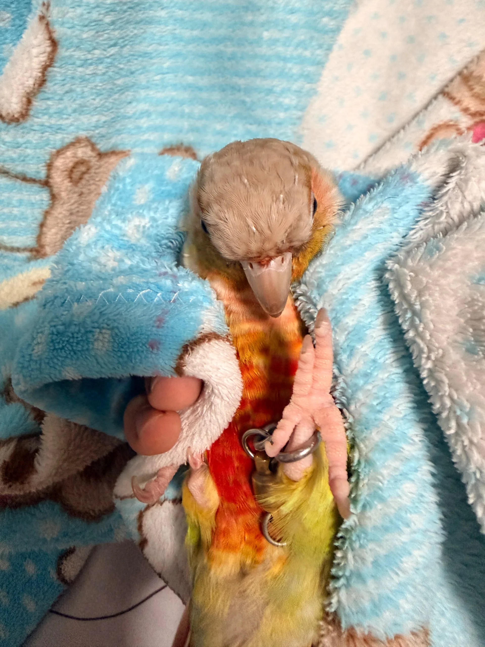 My parrot “Jiji” stays in my hand